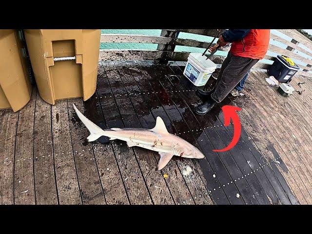 I Dropped My GoPro off SHARKY'S Pier in Venice