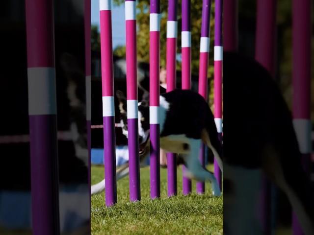 Which dog breeds excel at agility training?