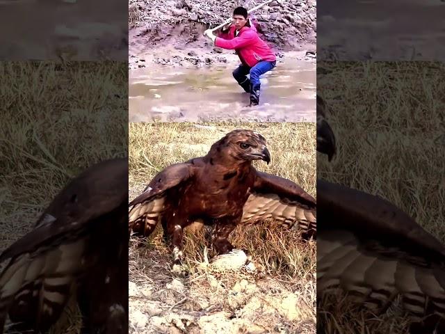A dangerous moment of eagle hunting, rare to see, a thrillin