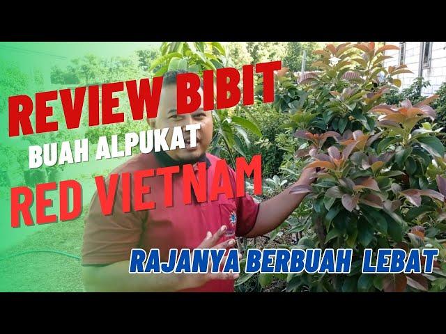 Review Bibit Buah Alpukat Red Vietnam Rajanya Buah Lebat