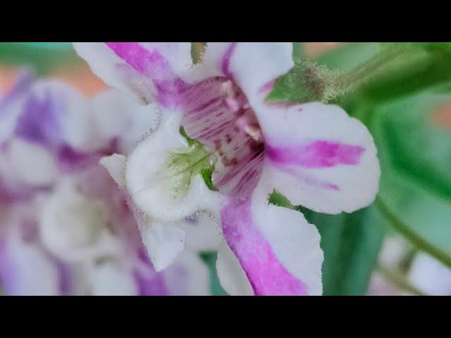 Angelonia || Summer Snapdragon