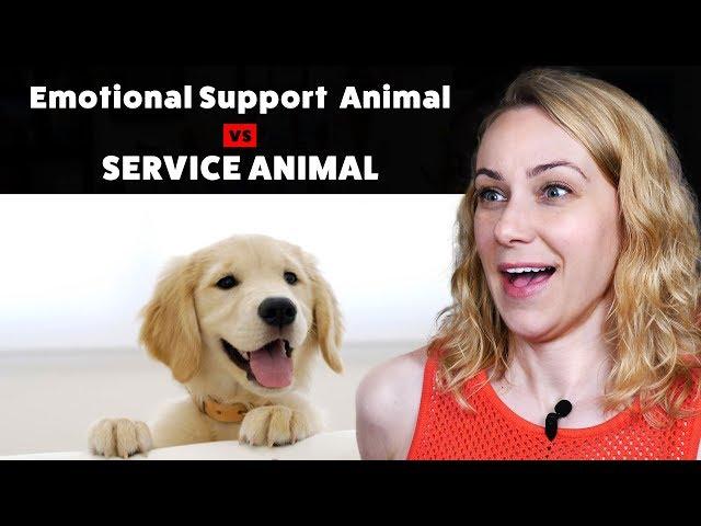 Emotional Support Animal or Service Animal?