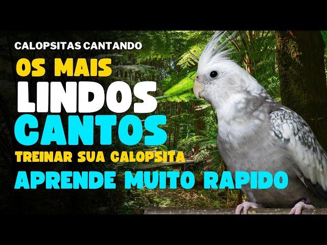 CALOPSITA CANTANDO 1 HORA DE CANTO DE CALOPSITAS Para treinar Sua Calopsitas Assobio de Calopsitas