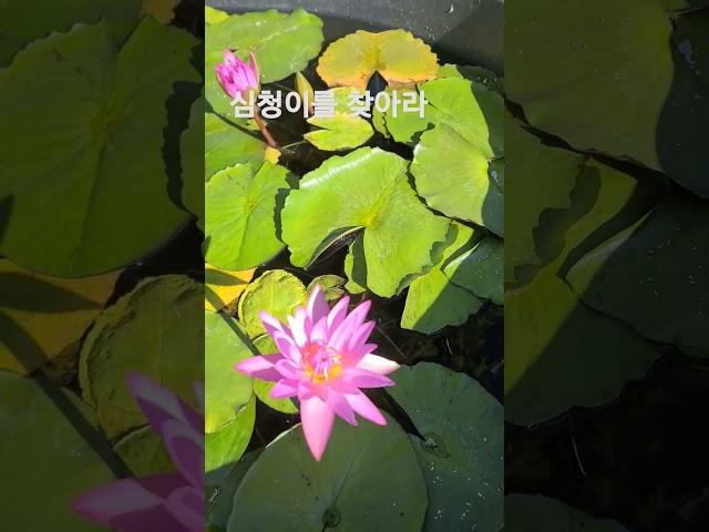 평택 농업기술센터     #연꽃  #심청 #평택시