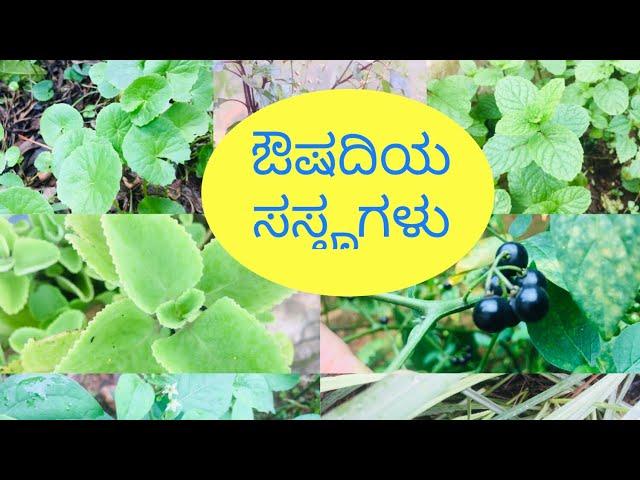 ಪ್ರತಿ ಮನೆಯಲ್ಲೂ ಇರಲೇಬೇಕಾದ ಔಷದೀಯ ಸಸೄಗಳು  / Medicinal plants