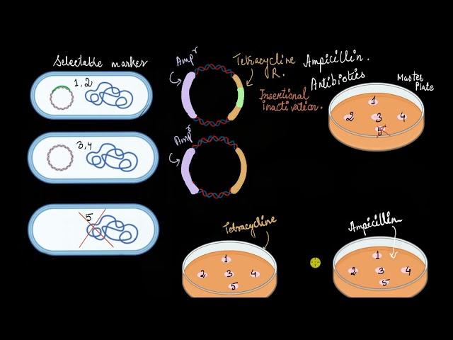 Insertional inactivation (two antibiotic selectable markers) | Biotechnology | Khan Academy