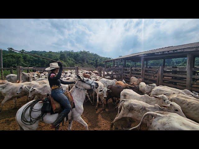 TIRAMOS AS NOVILHAS DO PASTO DO ALUGUEL! São bravas demais