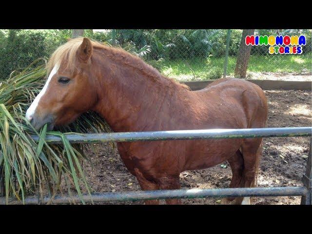 Animales de la Granja | Videos Infantiles | Mimonona Stories