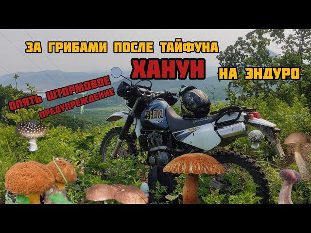 За грибами после тайфуна — «Ханун» Опять штормовое предупреждение.