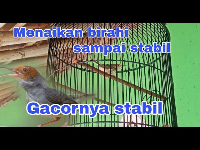 Cara menaikan birahi pada burung prenjak kepala merah biar gacornya stabil