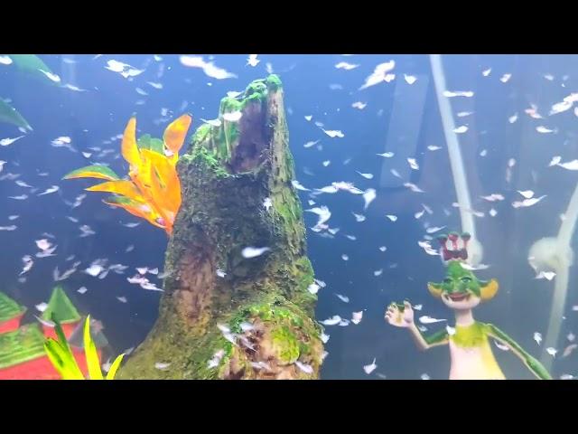 Huge Sea-Monkey Colony Update - 16 GALLON AQUARIUM!