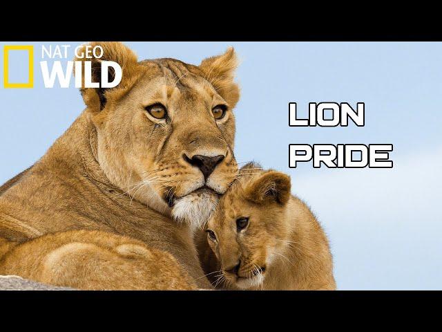 Lion Pride 2020 -  Working Together To Survive | National Geographic Documentary HD (Wild Life)