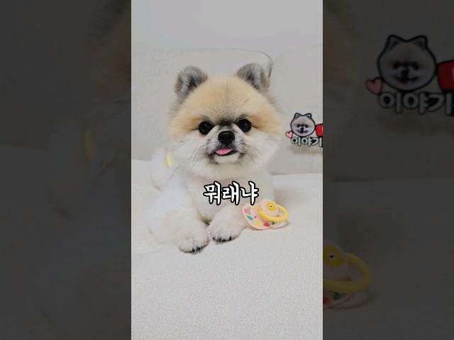 태어나보니 유튜버  #귀여운강아지 #funnyshorts #cutedog #pets #pomeranian #랄랄 #유튜버