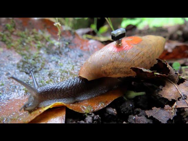 These Tiny Sensors Are Saving Snails | The Henry Ford’s Innovation Nation