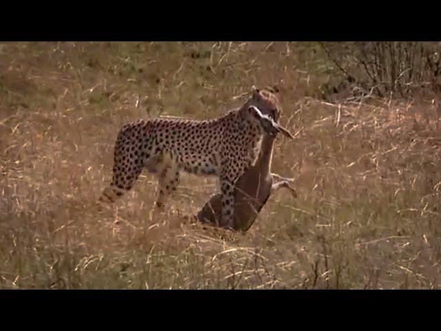 Cheetah Hunting Gazelle | Big Cat Diary | BBC Earth