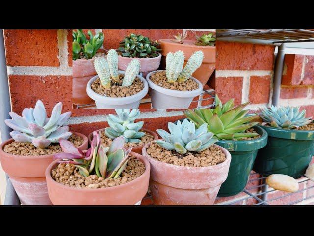 REPOTTING MY BEAUTIFUL SUCCULENTS ||Kaye in USA VLOG