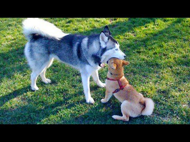 Huskies are the Ultimate Drama Queens!  Funny Animals Videos 2024