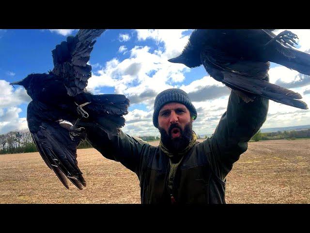 Crow Shooting | Another SUCCESSFUL day!!