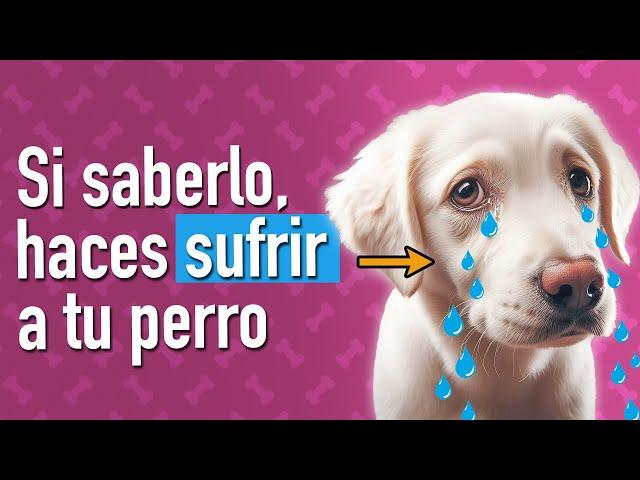 12 errores tu perro te Suplica que dejes de cometer Ya