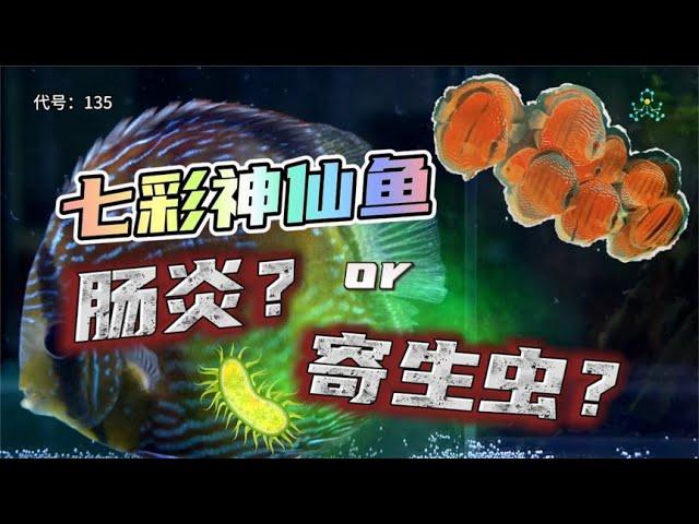 七彩神仙鱼 肠炎or寄生虫？ #水族 #养鱼日记 #七彩神仙鱼 #实验