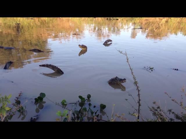 Caiman bellowing (Pantanal)