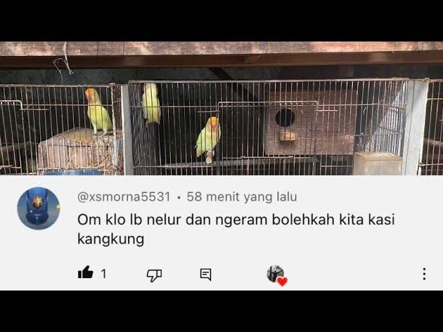 Saat lovebird bertelur/mengeram perlukah dikasih kangkung??