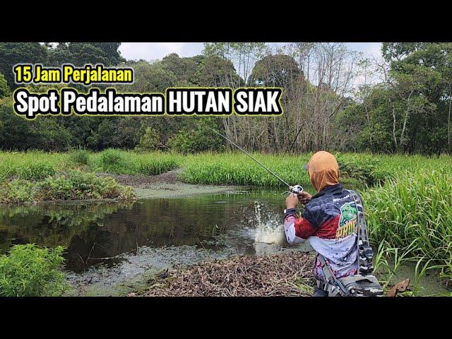 MENCOBA MANCING DI  WILAYAH PEDALAMAN HUTAN LINDUNG SIAK || HUTAN YANG MASIH DI HUNI BINATANG BUAS