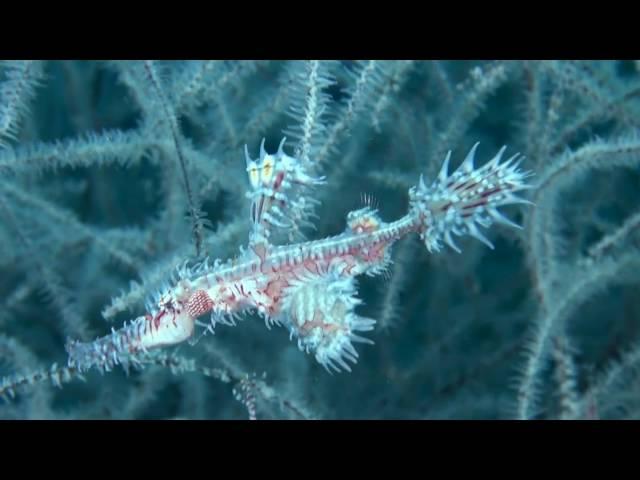 Scuba Diving in Anilao, Philippines 2011 - HD