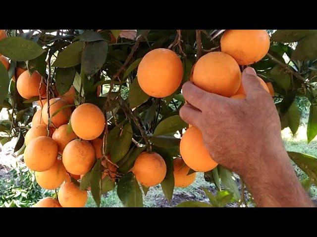 picking of fruit (orange) #farmtime