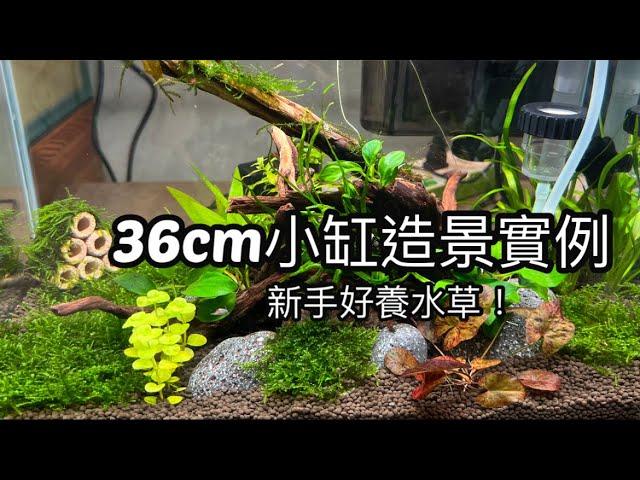 36cm小品水草缸，新手好養的水草，造景實例分享│墨耘水草造景