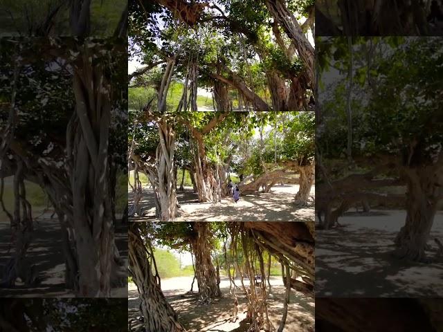 درخت انجیر معابد بندر تنگ، بلوچستان ایران. Ficus Benghalensis, Iran Baluchestan #naturevideo