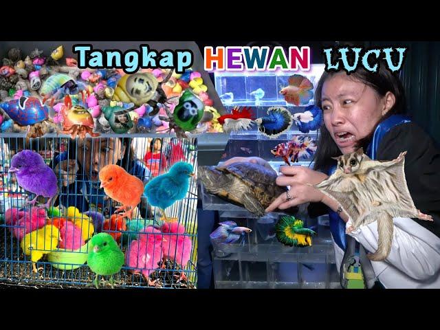 MENANGKAP AYAM LUCU WARNA WARNI, IKAN CUPANG, IKAN MAS DI PASAR HEWAN!