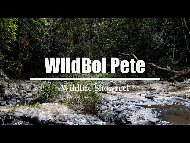 WildBoi Pete - Wildlife Showreel 2021