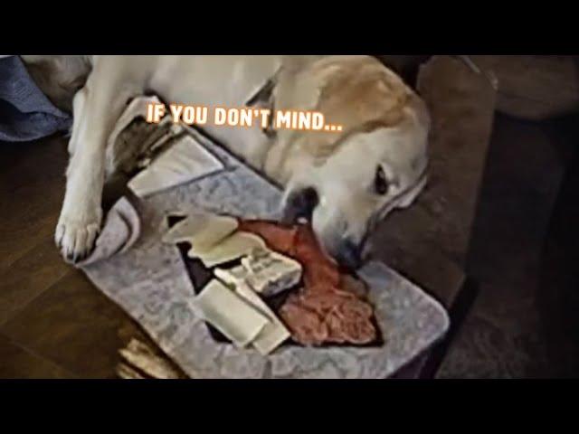 Dog Helps Themselves To Free Lunch  | PAWSOME PETS