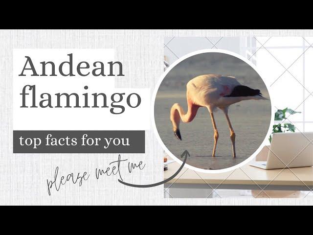 Andean flamingo facts