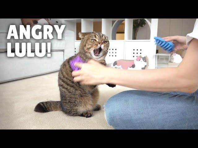 LuLu Got Revenge on the Hair Brushes! | Kittisaurus