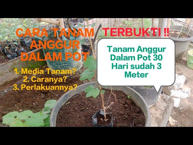 CARA MENANAM ANGGUR AGAR SUBUR DAN CEPAT BERBUAH⁉️ Perlakuan dan cara Tanam anggur dalam pot