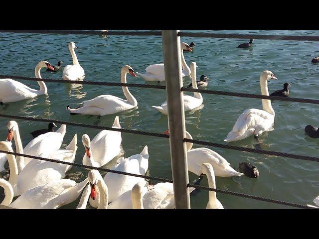 The Famous Lake in Medvode 
Part 1(Slovenia Lake Zbilje)