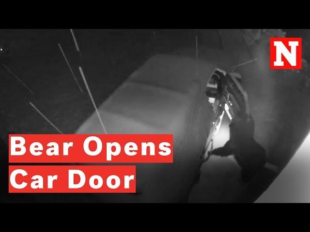 Watch Crafty Bear Open Car Door For Inspection