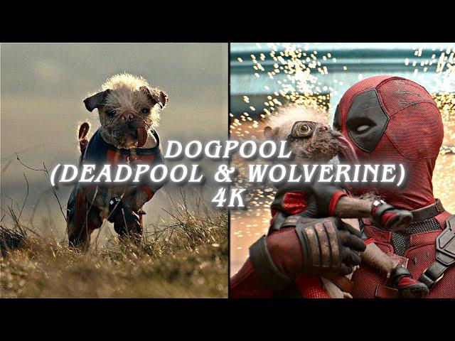 dogpool scene pack (deadpool and wolverine)