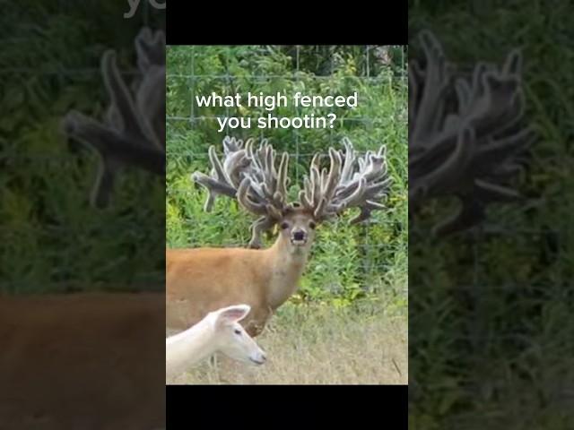 What deer you shooting #hunter #hunting #fyp  #buck #deer #doe #coltoncollibsworth #tirtypointbucks