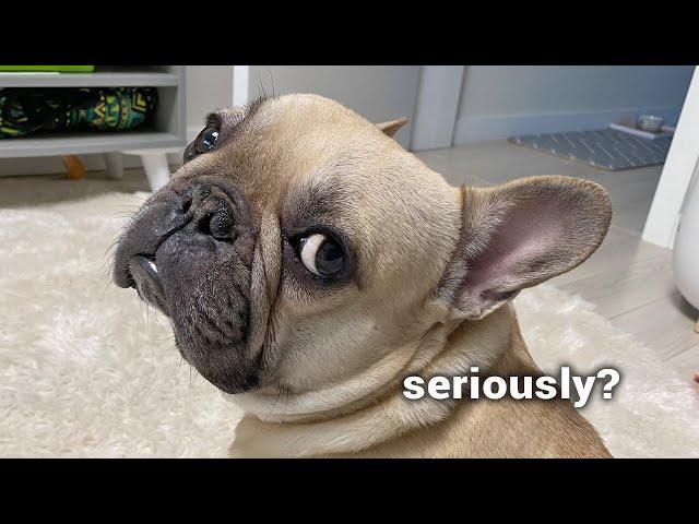 French Bulldog NOT HAPPY With Owner's Terrible Service