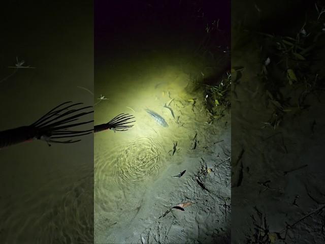 Night Fishing | Traditional Fishing #fishing #nightfishing #shorts #shortsfeed #bigfish #video