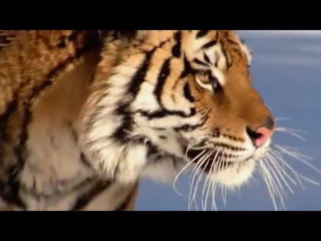 The Siberian Tiger | The Life of Mammals | BBC Earth