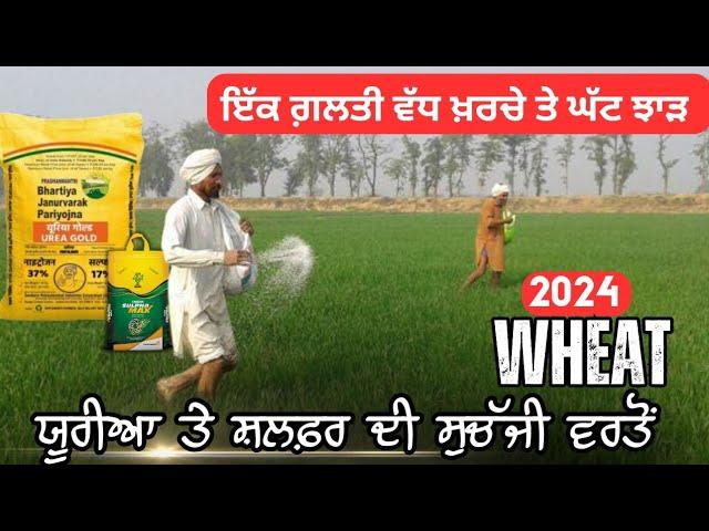 ਕਣਕ ਚ ਯੂਰੀਆ ਤੇ Sulfur ਦੀ ਸਹੀ ਵਰਤੋਂ Nitrogen and sulfur use in wheat