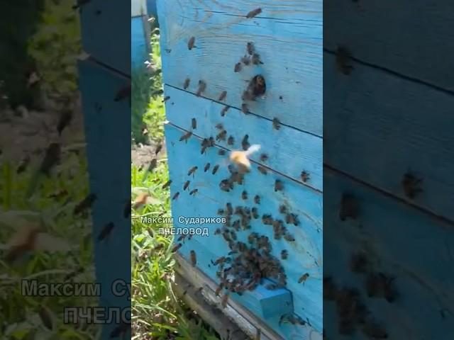 Весенний облет пчел: начало нового сезона на пасеке!