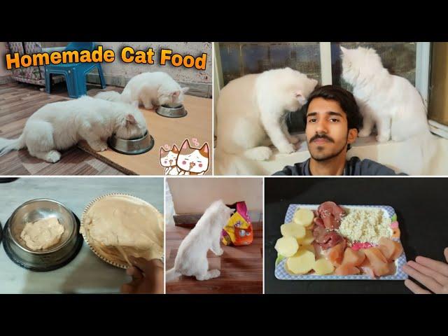 Homemade Cat Food  for my cats || Best persian cat food recipe |Rehan & Max
