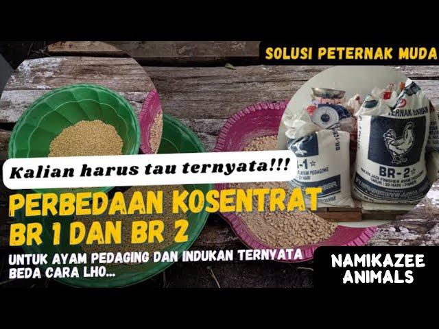 HARUS TAU‼️PERBEDAAN KOSENTRAT BR 1  DAN BR 2 - UNTUK AYAM PEDAGING ATAU INDUKAN