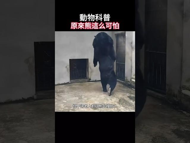 【动物科普】原来熊这么可怕，千万不要因为被他可爱的外表所迷惑！