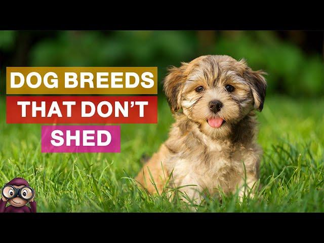 Top 10 Unusual Dog Breeds That Don’t Shed